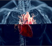 cardiovascular_system_image_12353.jpg