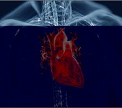 cardiovascular_system_image_99837.jpg