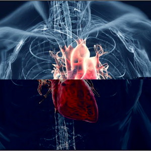 cardiovascular_system_image_12353.jpg
