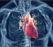 cardiovascular_system_image_86948.jpg
