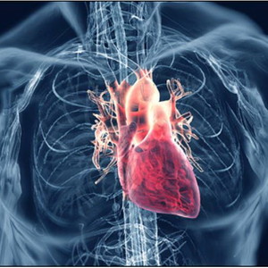 cardiovascular_system_image_86948.jpg